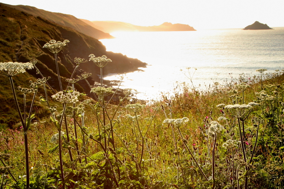 Explore The South West: Wild Guide: Devon, Cornwall And South West By Daniel Start
